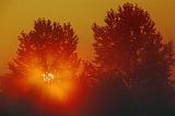 Foggy Sunrise Behind Two Trees_05392